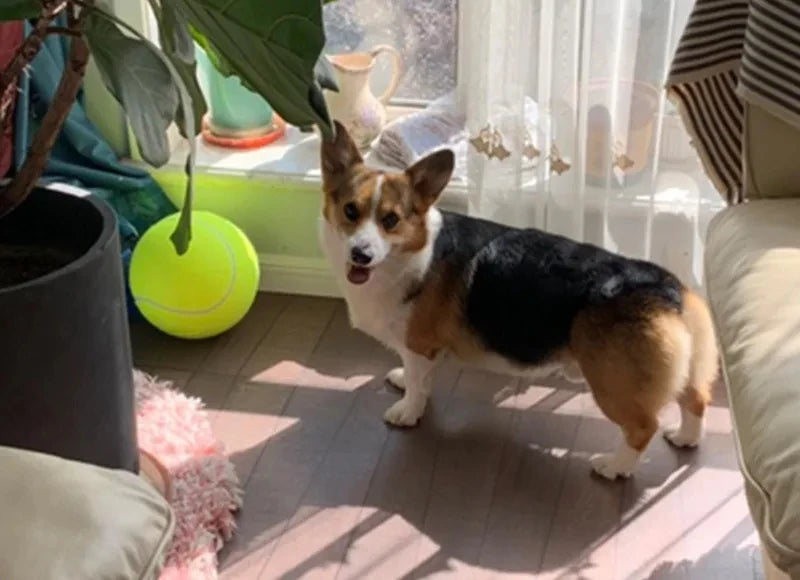 7/9.5Inch Giant Tennis Ball